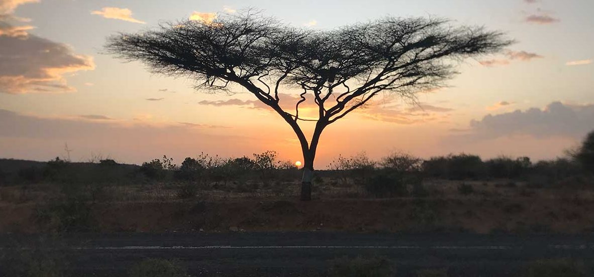 Sonnenuntergang über silhuettierten Bäumen vor orangefarbenem Himmel.