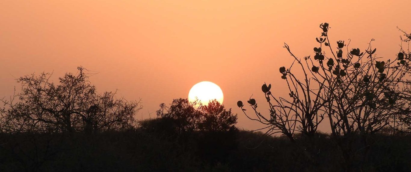 Sonnenuntergang über silhuettierten Bäumen vor orangefarbenem Himmel.